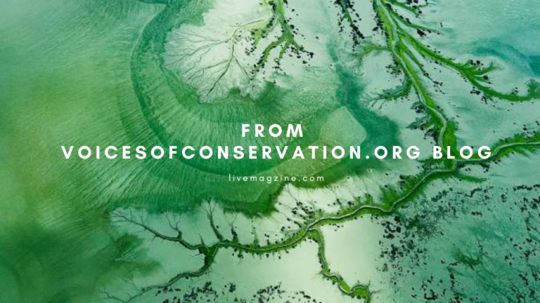 From VoicesofConservation.Org blog