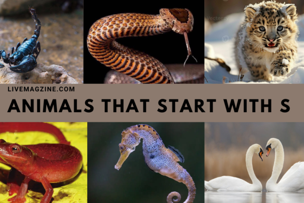 Animals that Start with S