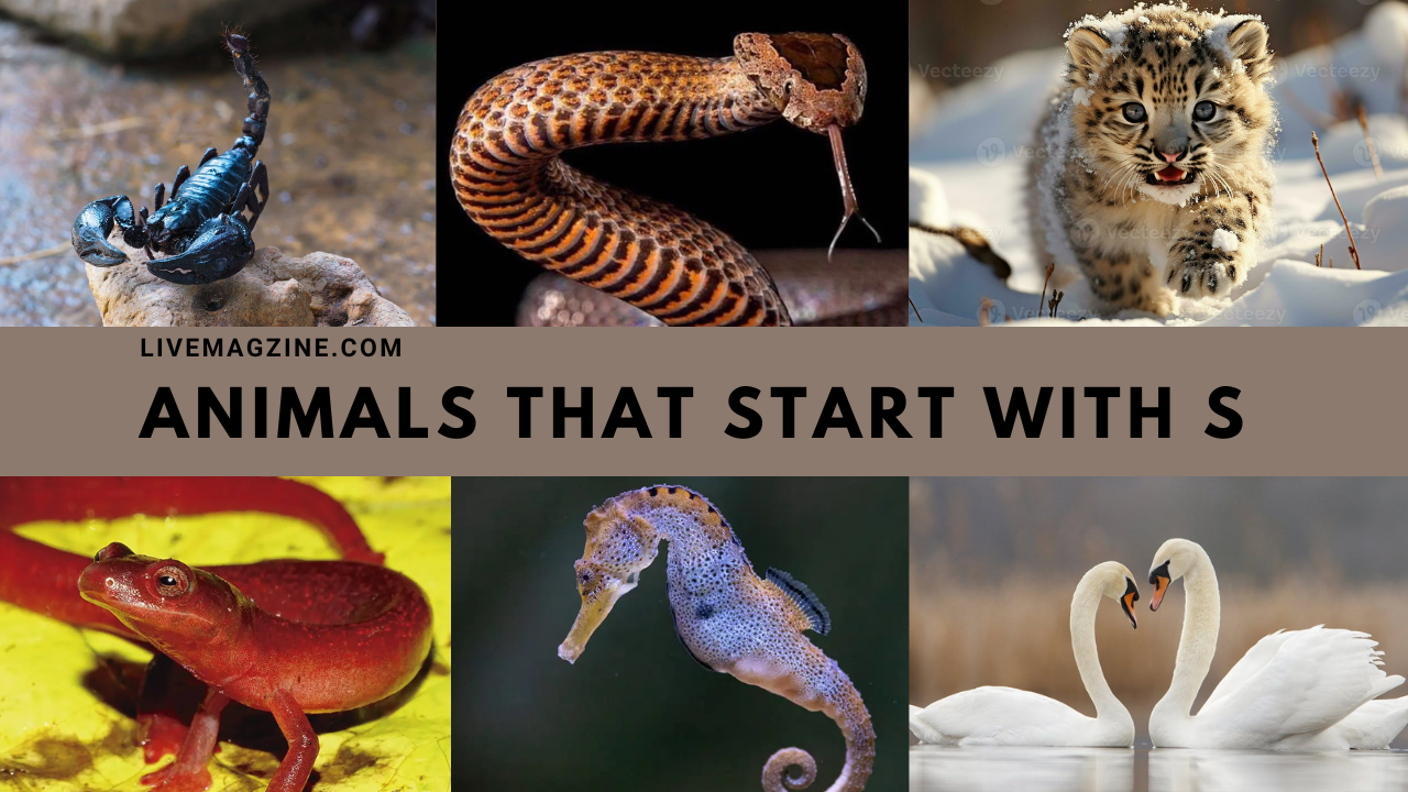 Animals that Start with S